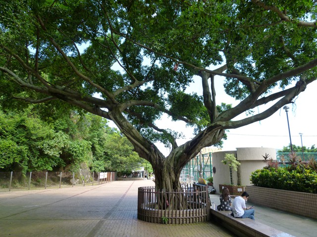 Lei Yue Mun Wishing Tree
